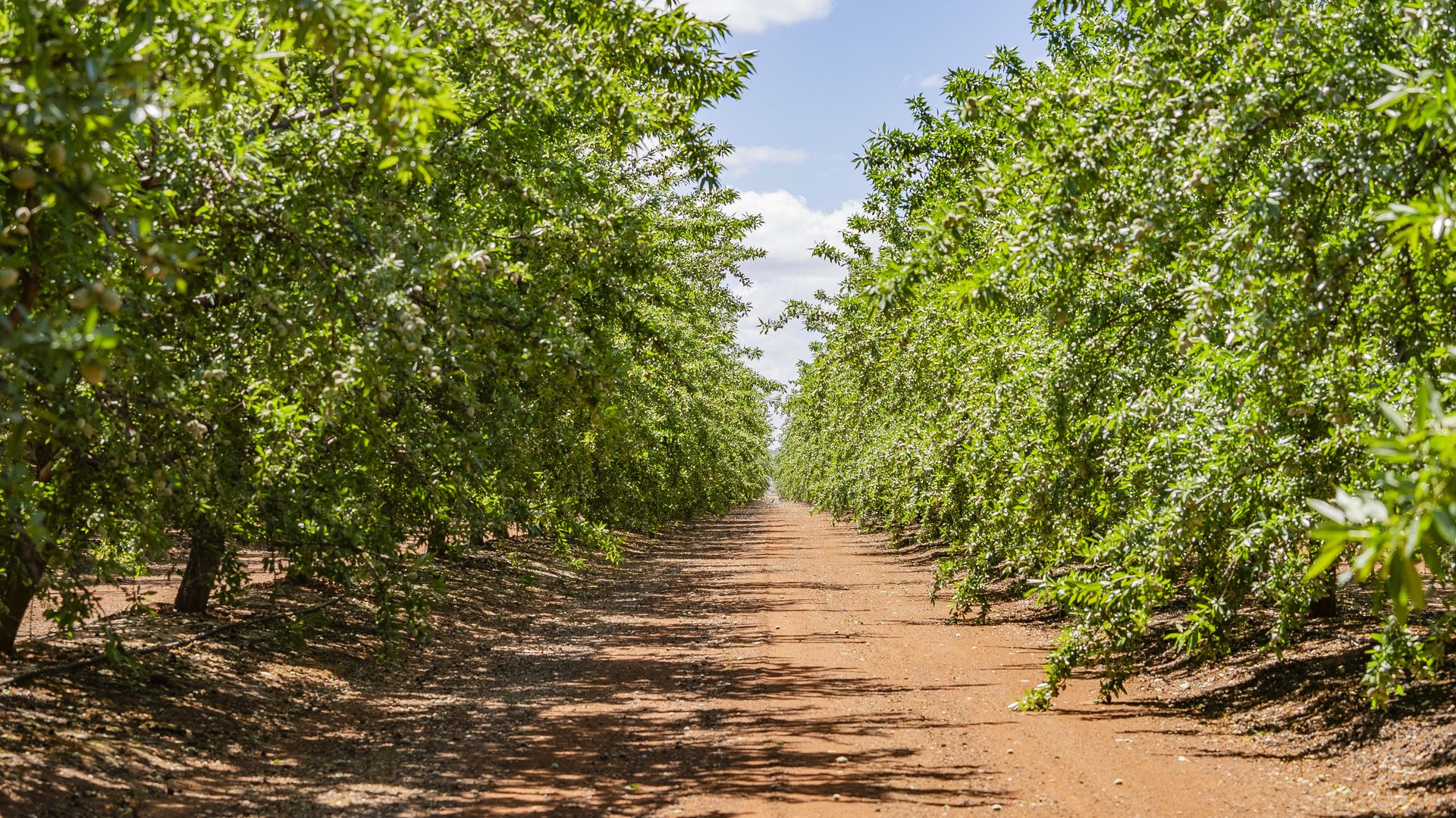 For Sale - 2128 Coughlan Road - New Property in Leeton - Real Estate by Jason Haines