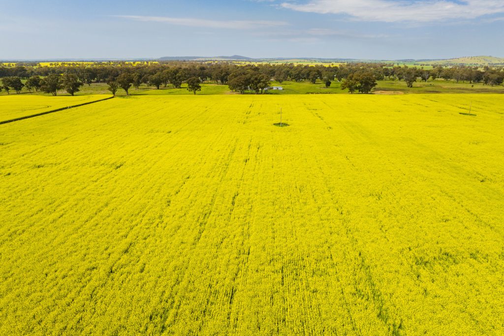 For Sale - 93 Racecourse Lane - New Property in Stockinbingal - Real Estate by Craig Pellow