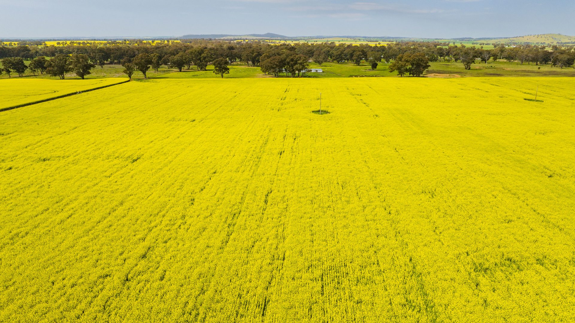 For Sale - 93 Racecourse Lane - New Property in Stockinbingal - Real Estate by Craig Pellow