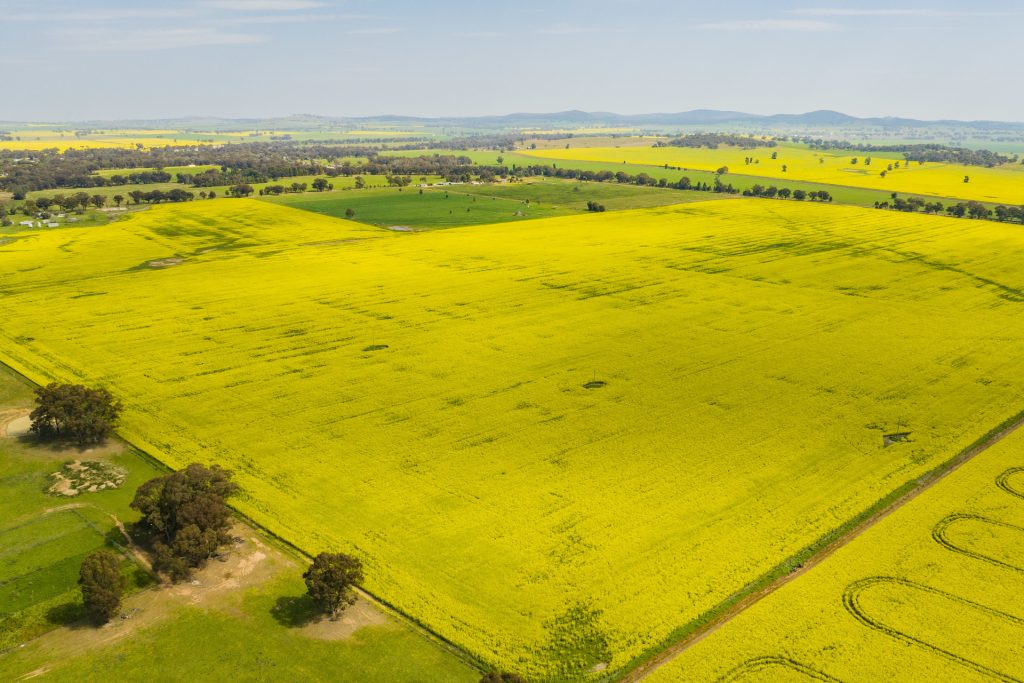 For Sale - 93 Racecourse Lane - New Property in Stockinbingal - Real Estate by Craig Pellow