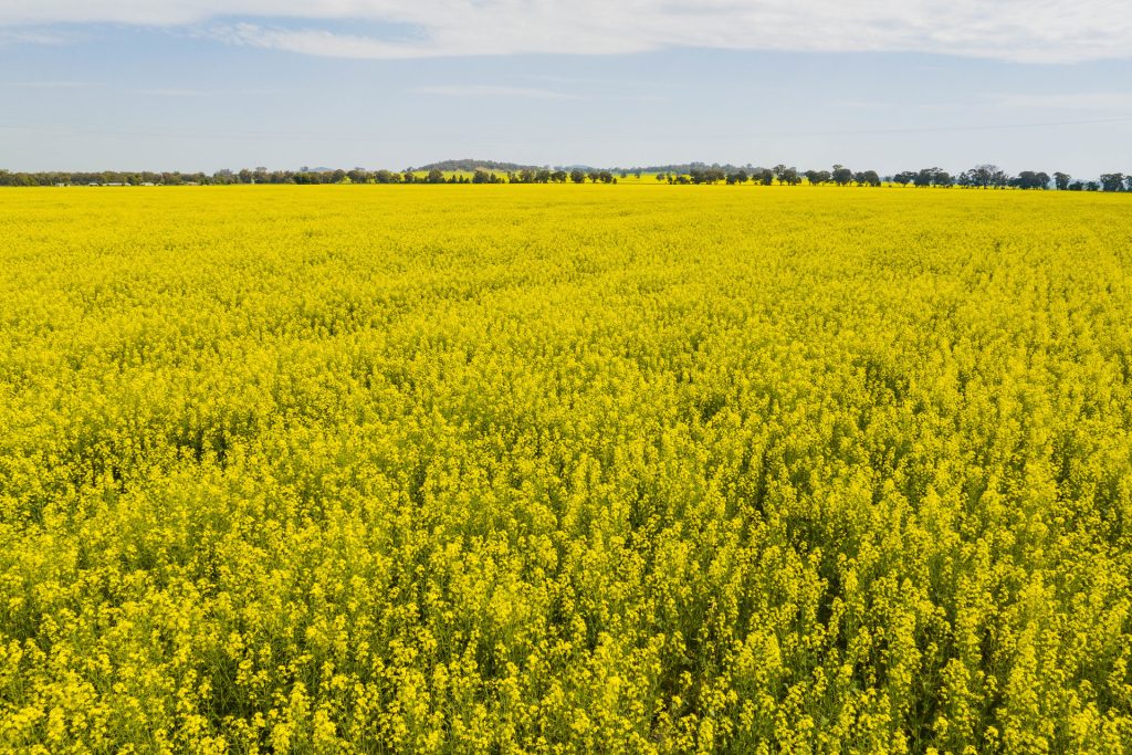 For Sale - 93 Racecourse Lane - New Property in Stockinbingal - Real Estate by Craig Pellow