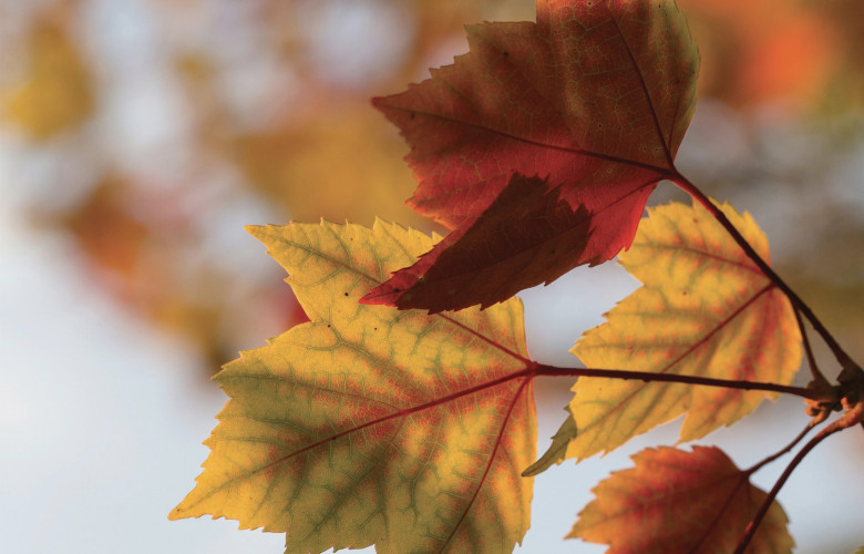Autumn