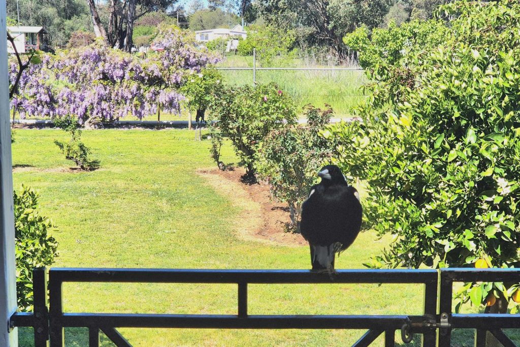 For Sale - 84 Hibernia Street - New Property in Stockinbingal - Real Estate by Lachlan Pellow