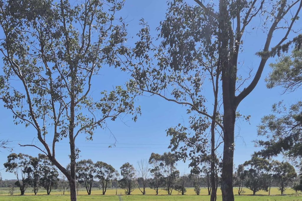 For Sale - 84 Hibernia Street - New Property in Stockinbingal - Real Estate by Lachlan Pellow