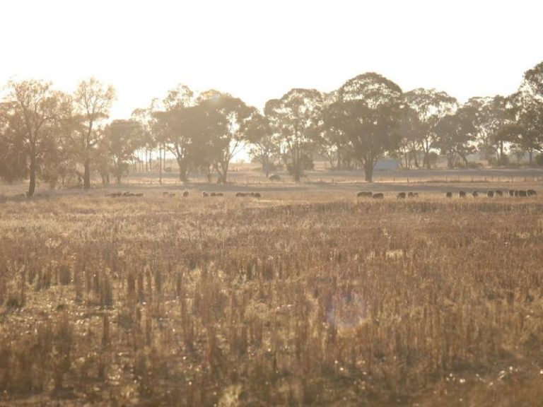 Sold - 108 Mansfield Road - New Property in Temora - Real Estate by Bev Pellow