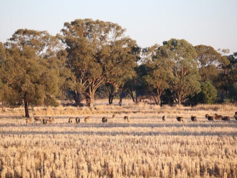 Sold - 108 Mansfield Road - New Property in Temora - Real Estate by Bev Pellow
