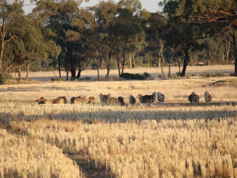 Sold - 108 Mansfield Road - New Property in Temora - Real Estate by Bev Pellow