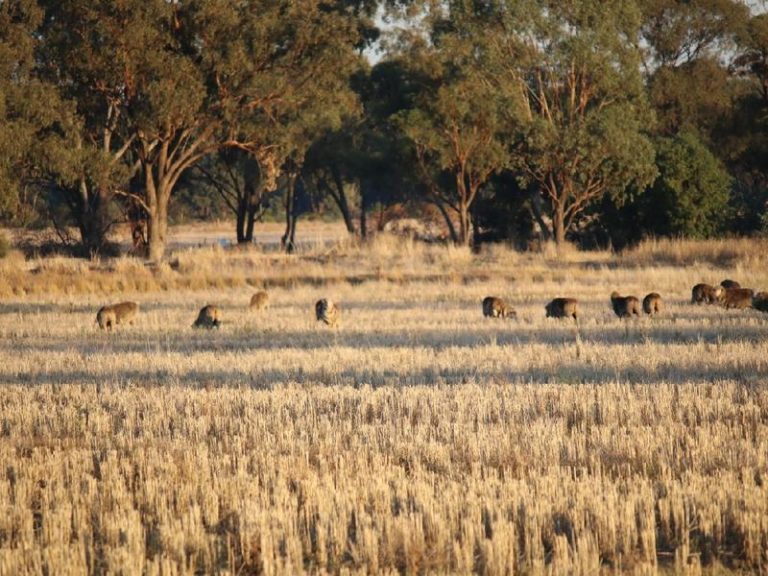 Sold - 108 Mansfield Road - New Property in Temora - Real Estate by Bev Pellow