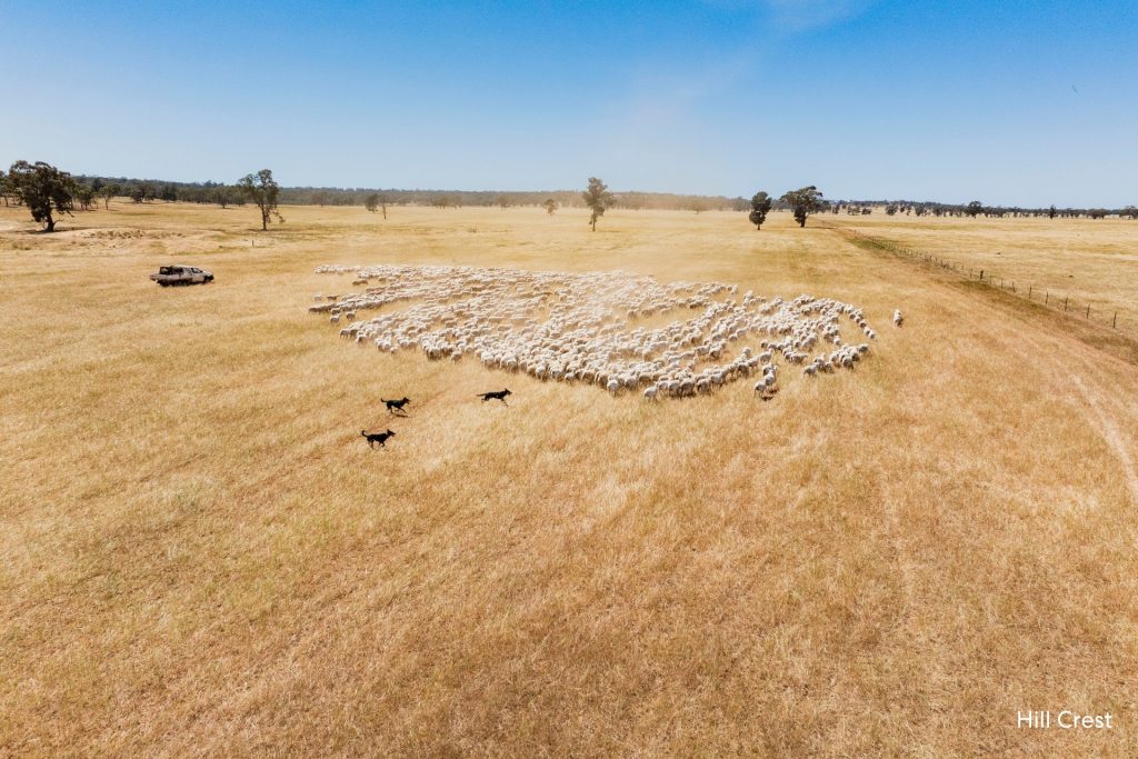 For Sale -  Kamarah Road - New Property in Narrandera - Real Estate by Craig Pellow