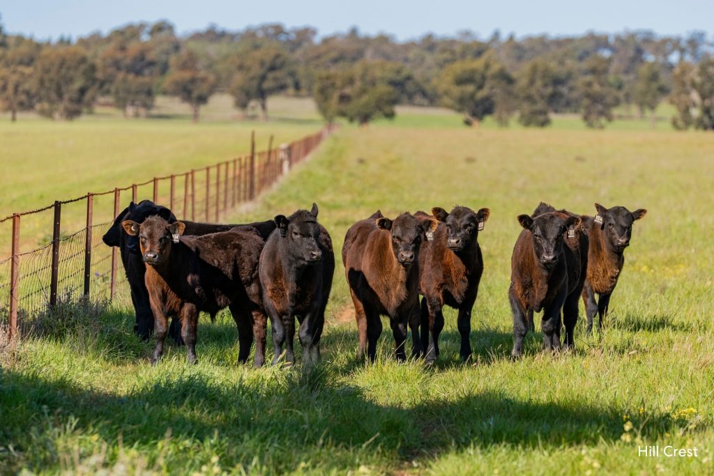For Sale -  Kamarah Road - New Property in Narrandera - Real Estate by Craig Pellow