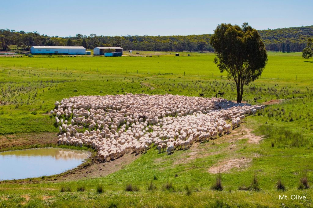 For Sale -  Kamarah Road - New Property in Narrandera - Real Estate by Craig Pellow