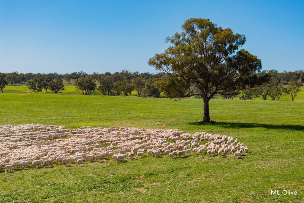 For Sale -  Kamarah Road - New Property in Narrandera - Real Estate by Craig Pellow