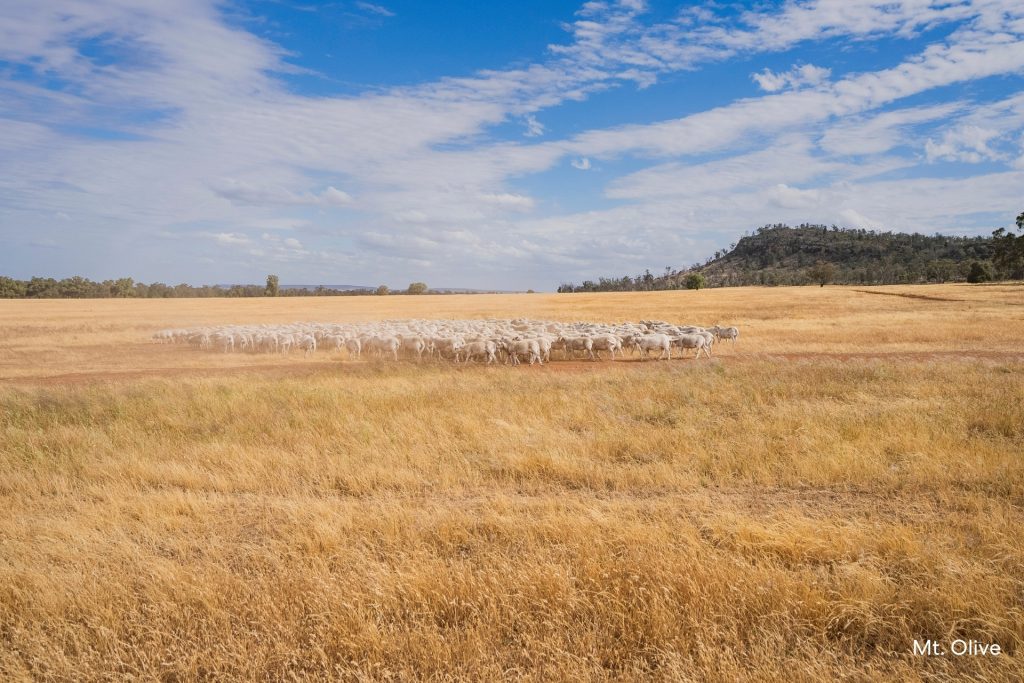 For Sale -  Kamarah Road - New Property in Narrandera - Real Estate by Craig Pellow