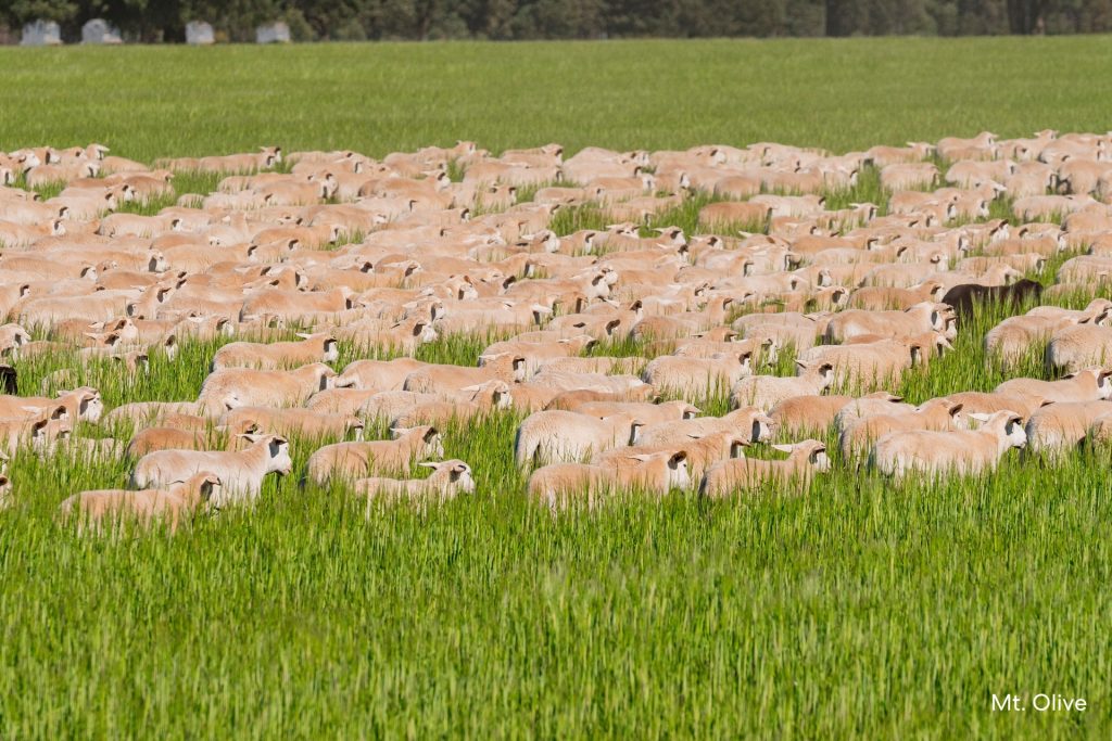 For Sale -  Kamarah Road - New Property in Narrandera - Real Estate by Craig Pellow
