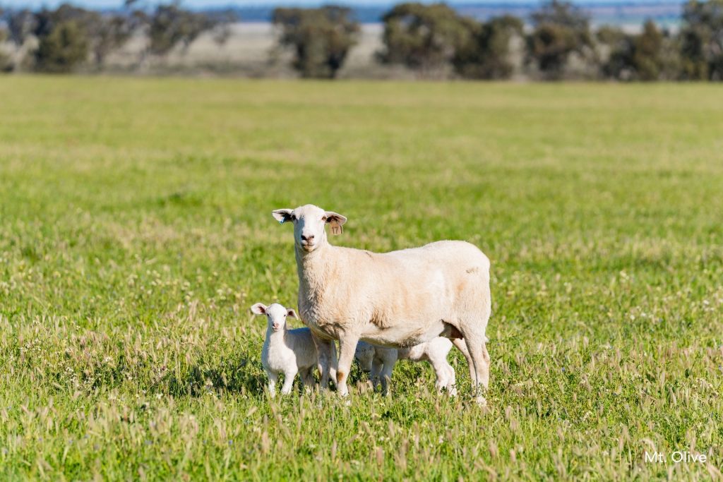 For Sale -  Kamarah Road - New Property in Narrandera - Real Estate by Craig Pellow