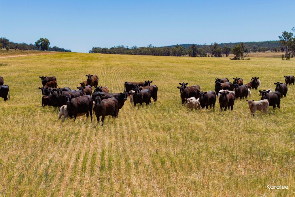 For Sale -  Kamarah Road - New Property in Narrandera - Real Estate by Craig Pellow