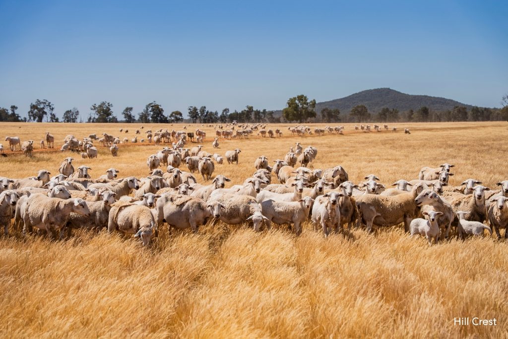 For Sale -  Kamarah Road - New Property in Narrandera - Real Estate by Craig Pellow