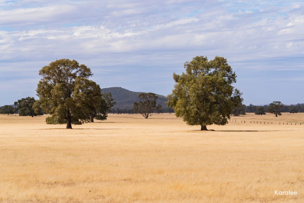 For Sale -  Kamarah Road - New Property in Narrandera - Real Estate by Craig Pellow