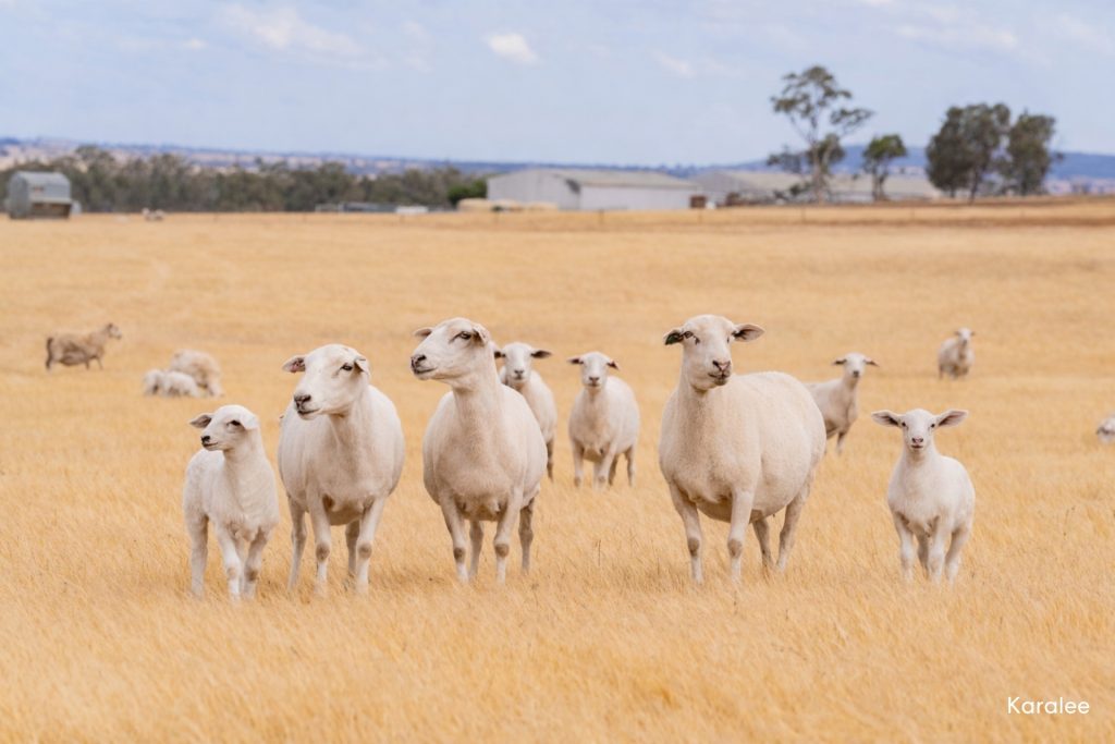 For Sale -  Kamarah Road - New Property in Narrandera - Real Estate by Craig Pellow