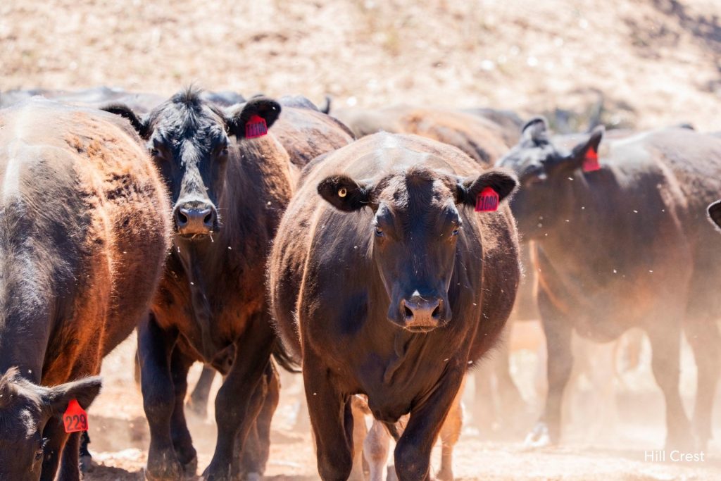 For Sale -  Kamarah Road - New Property in Narrandera - Real Estate by Craig Pellow