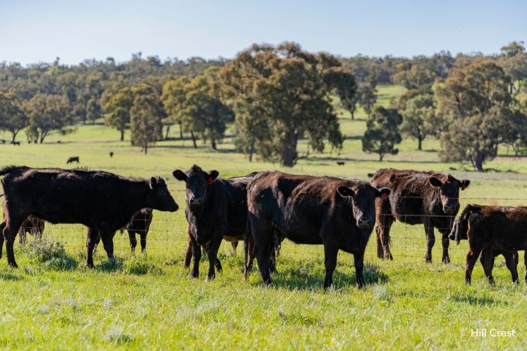 For Sale -  Kamarah Road - New Property in Narrandera - Real Estate by Craig Pellow