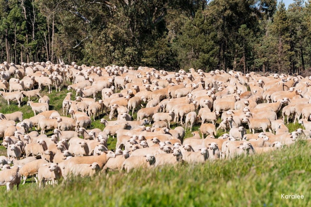 For Sale -  Kamarah Road - New Property in Narrandera - Real Estate by Craig Pellow
