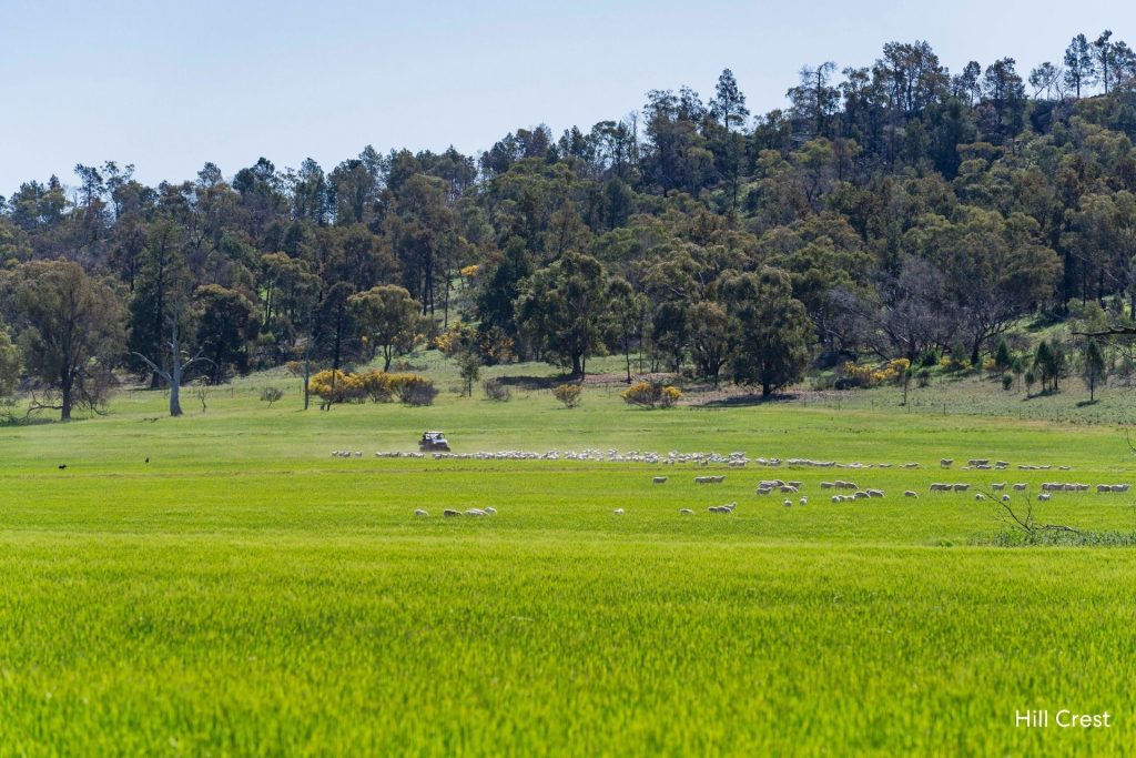 For Sale -  Kamarah Road - New Property in Narrandera - Real Estate by Craig Pellow