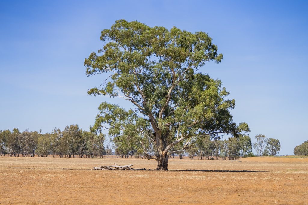 Sold -  Combaning Road - New Property in Temora - Real Estate by Craig Pellow