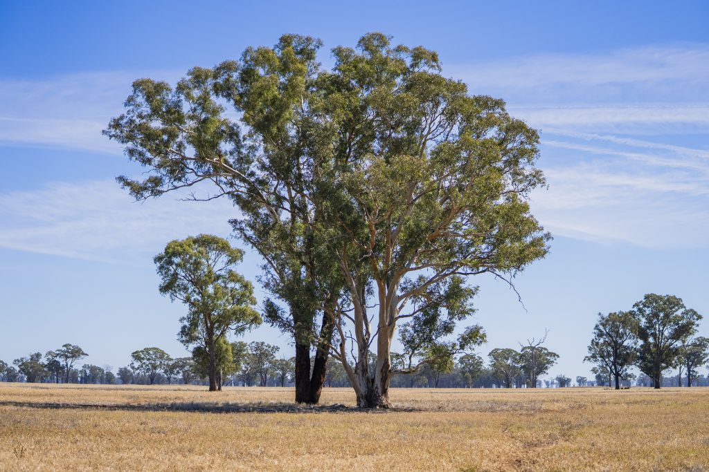 Sold -  Combaning Road - New Property in Temora - Real Estate by Craig Pellow