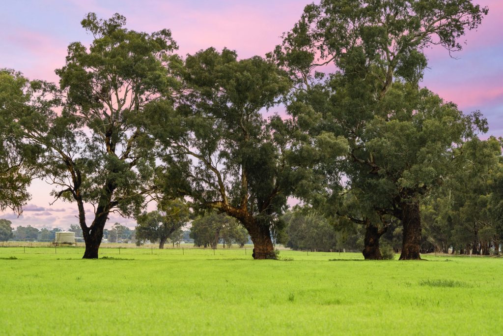 Sold - 453 Old Narrandera Road - New Property in Gobbagombalin - Real Estate by Andrew Pellow