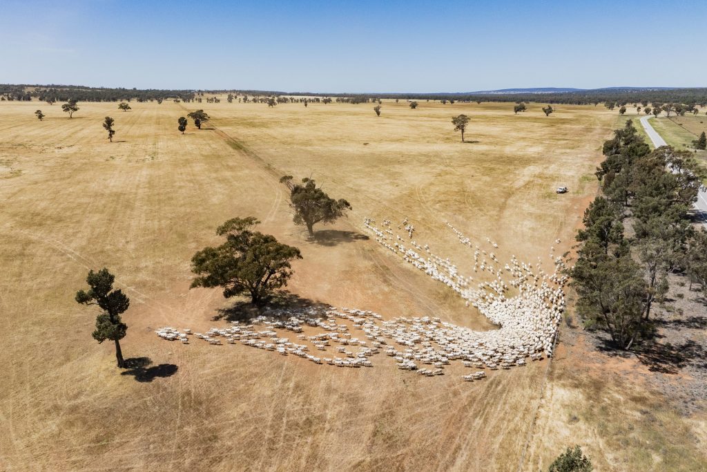 For Sale - 25 Kamarah Road - New Property in Narrandera - Real Estate by Craig Pellow