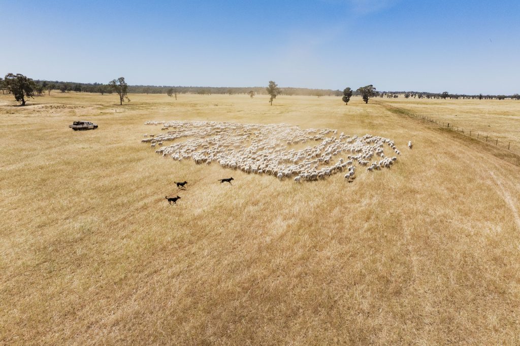 For Sale - 25 Kamarah Road - New Property in Narrandera - Real Estate by Craig Pellow
