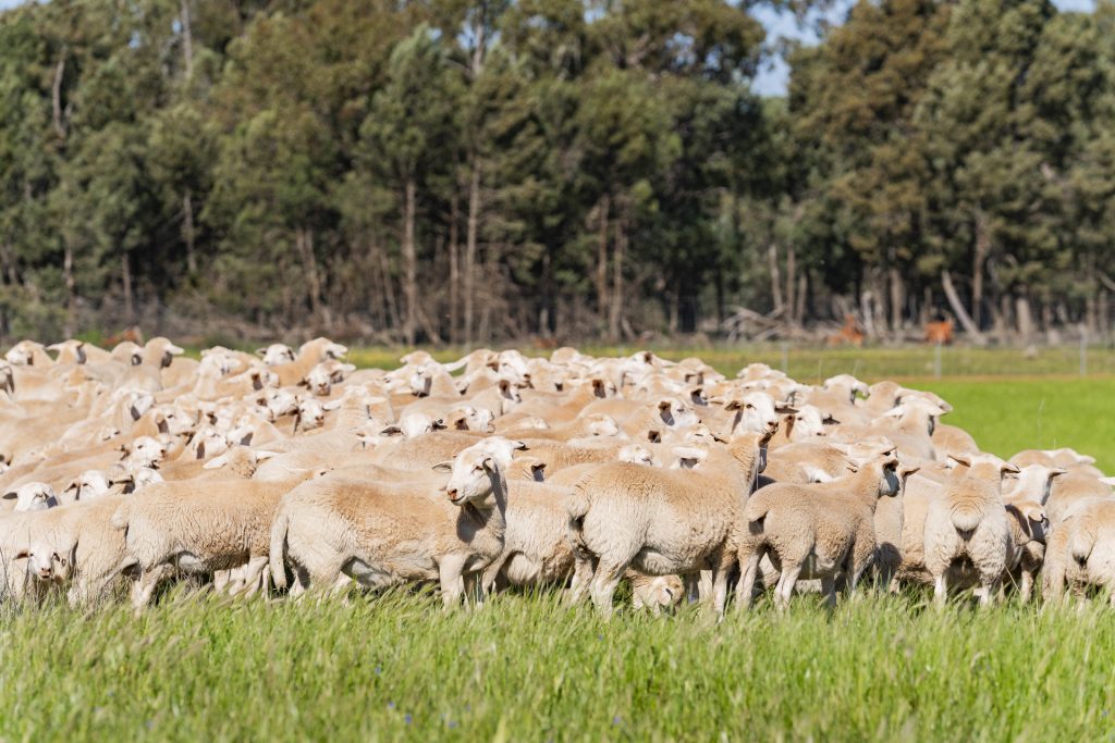 For Sale - 1147 Kamarah Road - New Property in Narrandera - Real Estate by Craig Pellow