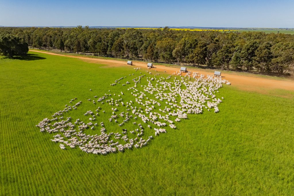 For Sale - 1147 Kamarah Road - New Property in Narrandera - Real Estate by Craig Pellow