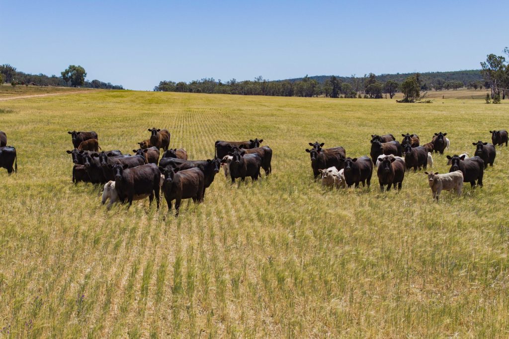For Sale - 289 Kamarah Road - New Property in Narrandera - Real Estate by Craig Pellow