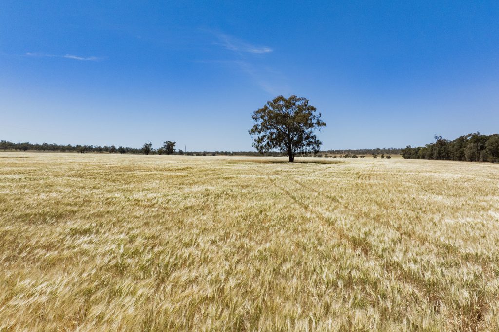 For Sale - 289 Kamarah Road - New Property in Narrandera - Real Estate by Craig Pellow