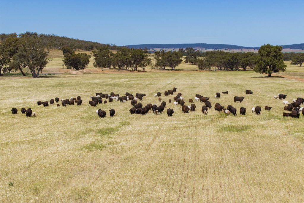 For Sale - 289 Kamarah Road - New Property in Narrandera - Real Estate by Craig Pellow