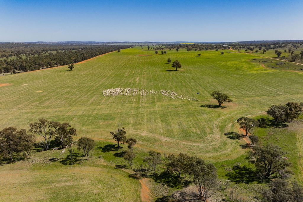 For Sale - 289 Kamarah Road - New Property in Narrandera - Real Estate by Craig Pellow