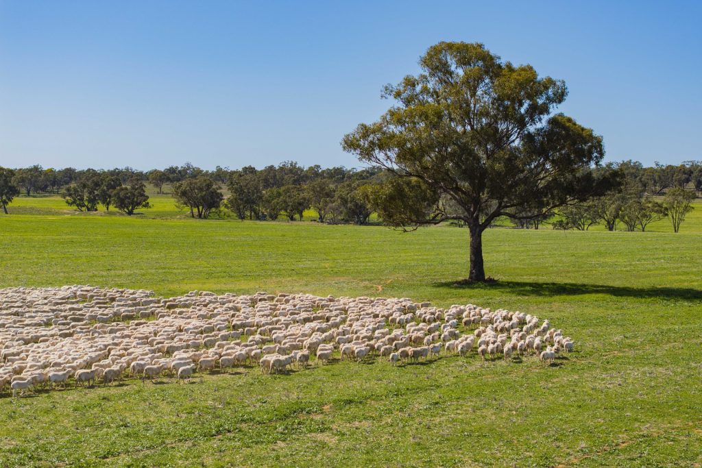 For Sale - 289 Kamarah Road - New Property in Narrandera - Real Estate by Craig Pellow