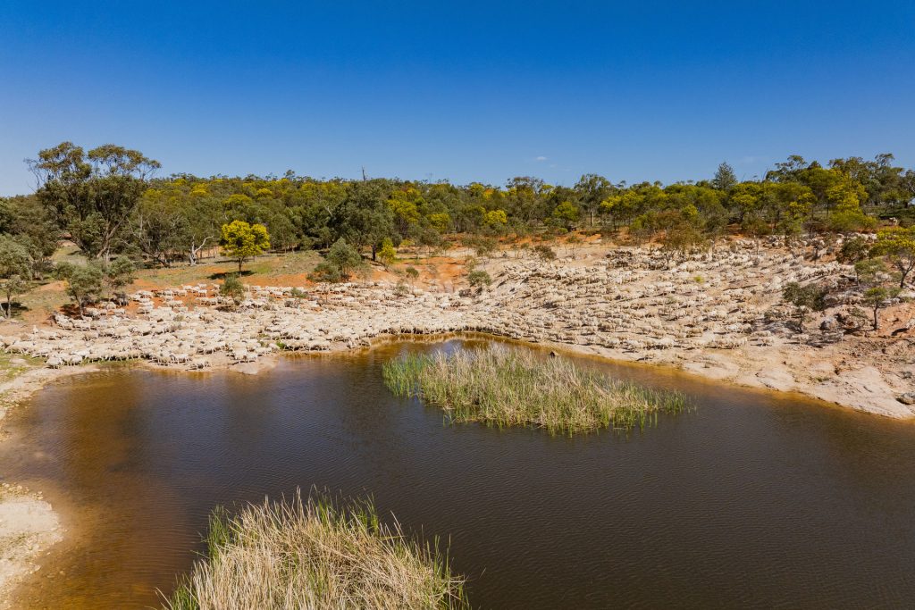 For Sale - 289 Kamarah Road - New Property in Narrandera - Real Estate by Craig Pellow