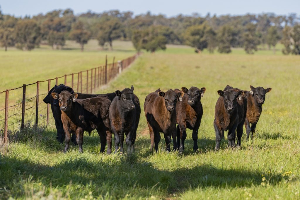 For Sale - 289 Kamarah Road - New Property in Narrandera - Real Estate by Craig Pellow