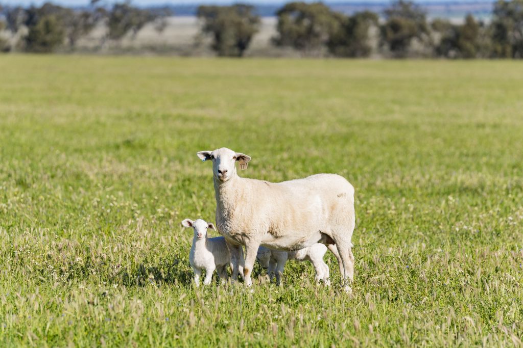 For Sale - 289 Kamarah Road - New Property in Narrandera - Real Estate by Craig Pellow