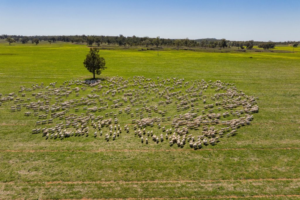 For Sale - 289 Kamarah Road - New Property in Narrandera - Real Estate by Craig Pellow