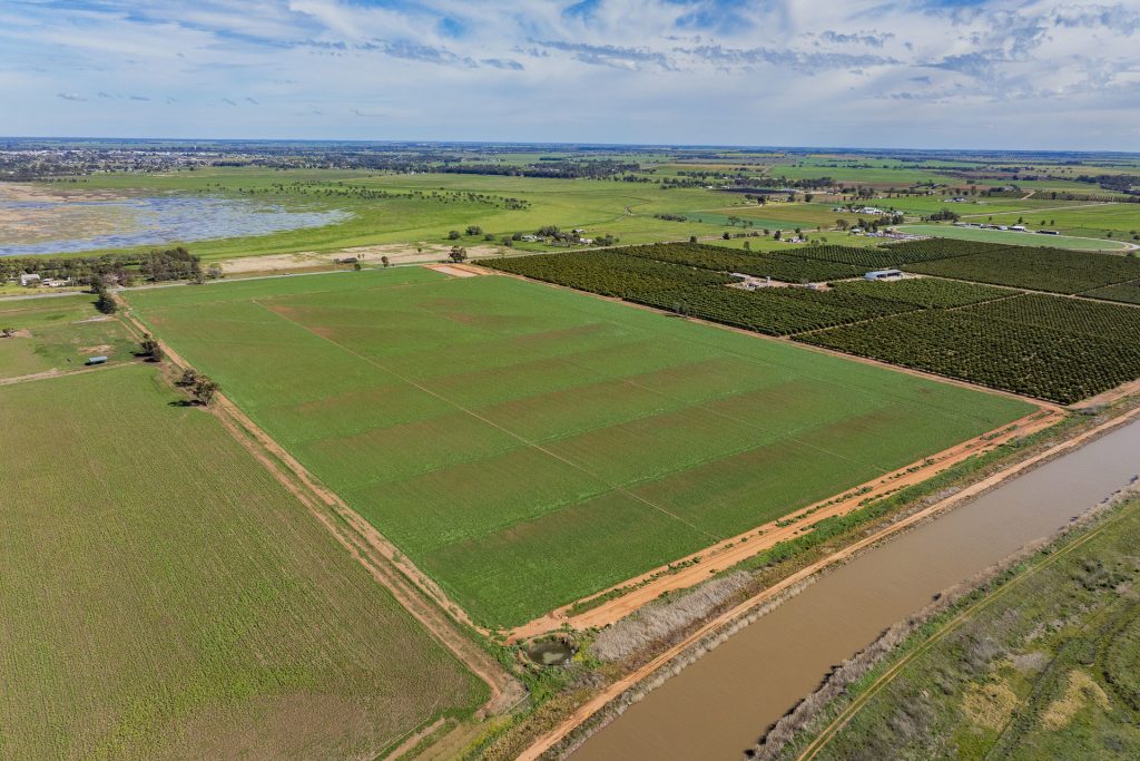 For Sale - 77 Fivebough Road - New Property in Leeton - Real Estate by Jason Haines
