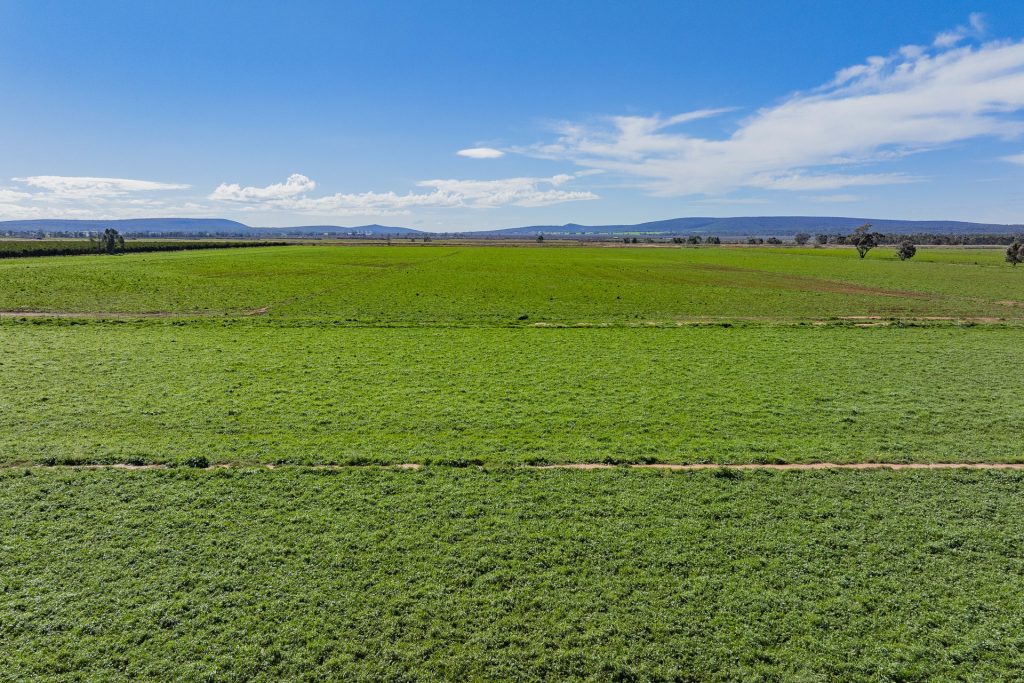 For Sale - 77 Fivebough Road - New Property in Leeton - Real Estate by Jason Haines