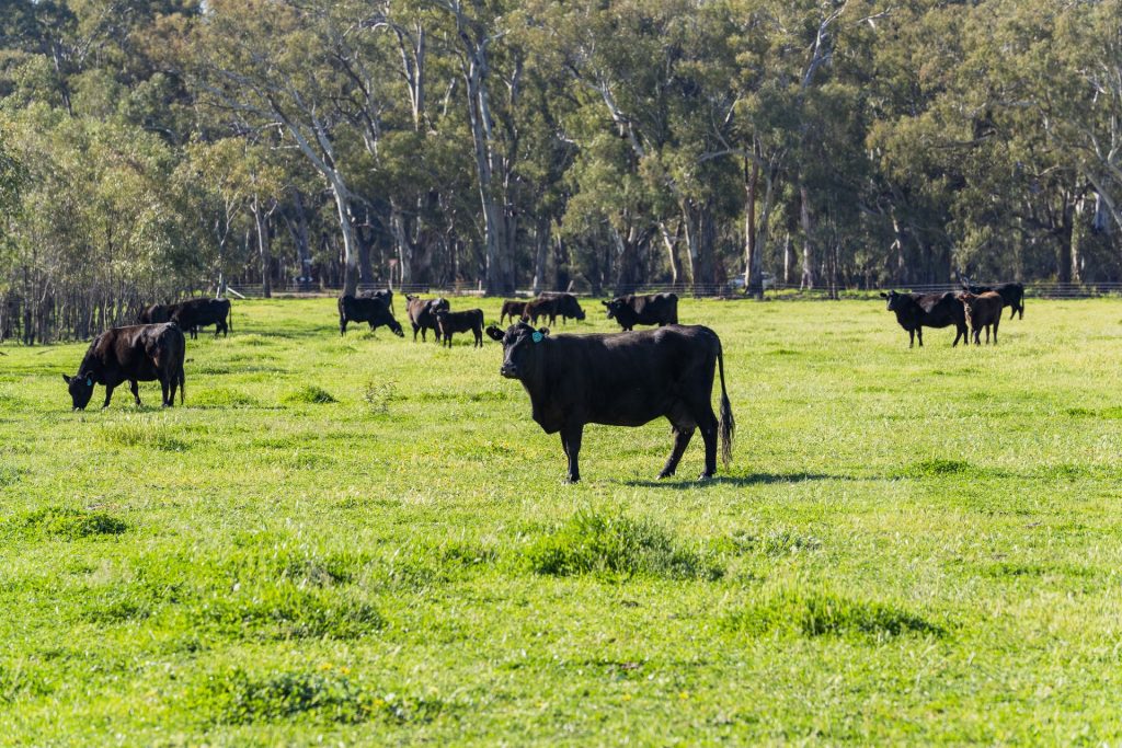 For Sale - 79 Yanco Weir Road - New Property in Leeton - Real Estate by Jason Haines