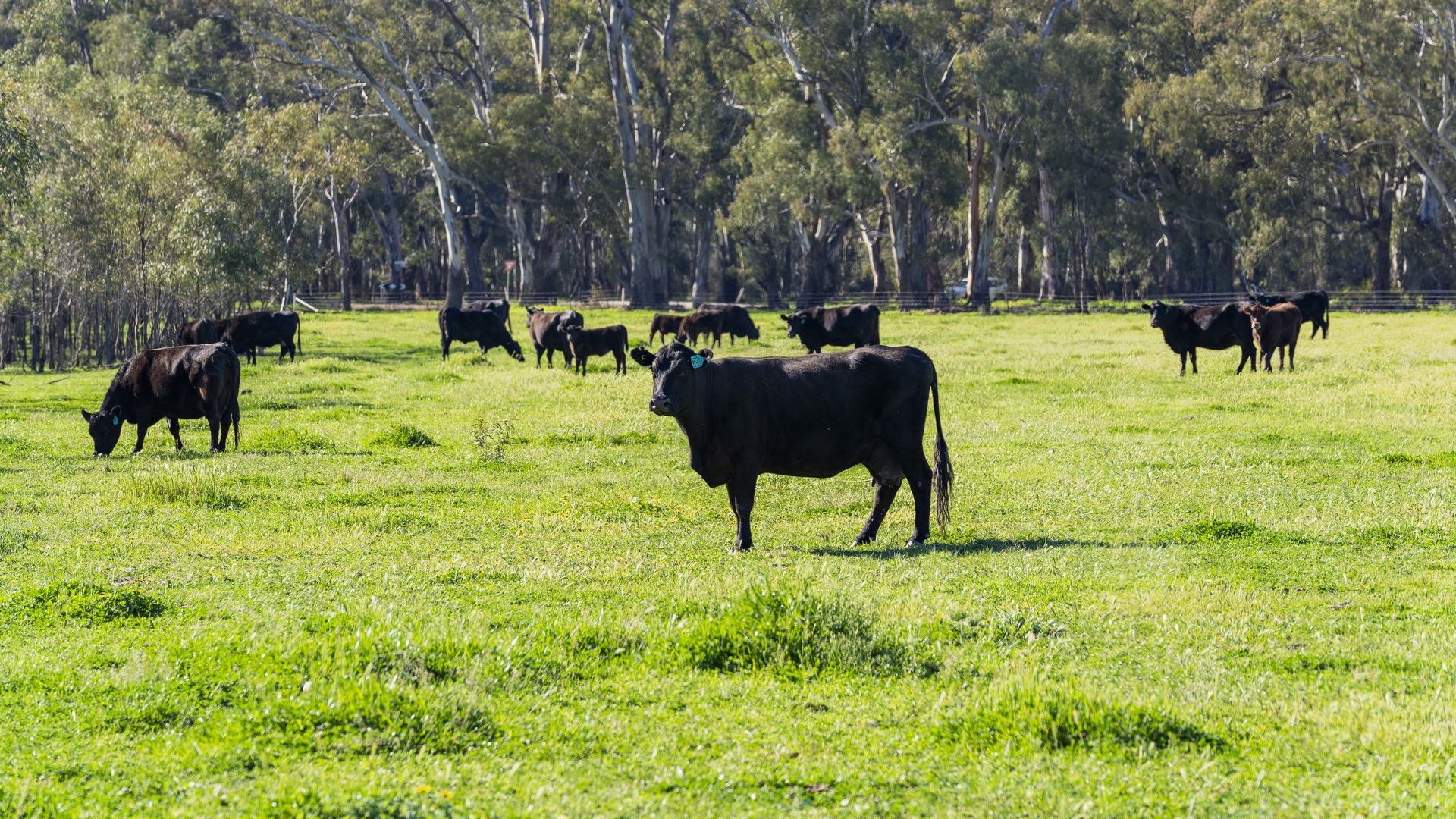 For Sale - 79 Yanco Weir Road - New Property in Leeton - Real Estate by Jason Haines