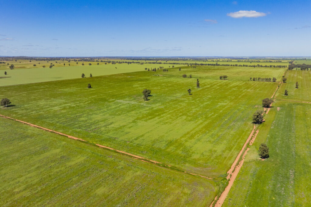 For Sale - 584 Willows Road - New Property in Ardlethan - Real Estate by Jason Haines