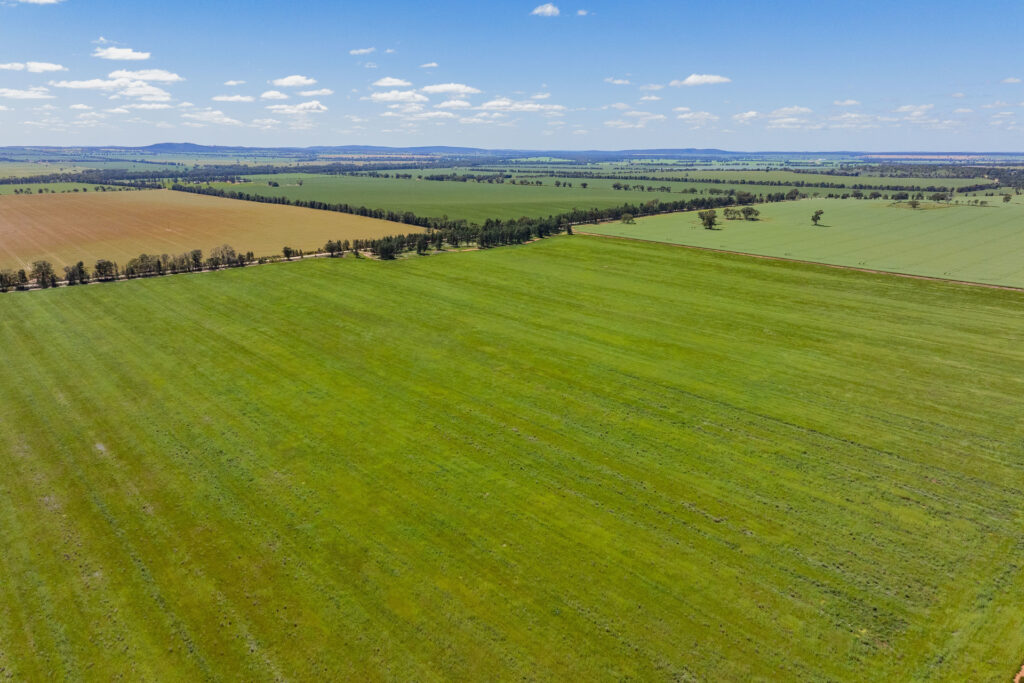 For Sale - 584 Willows Road - New Property in Ardlethan - Real Estate by Jason Haines