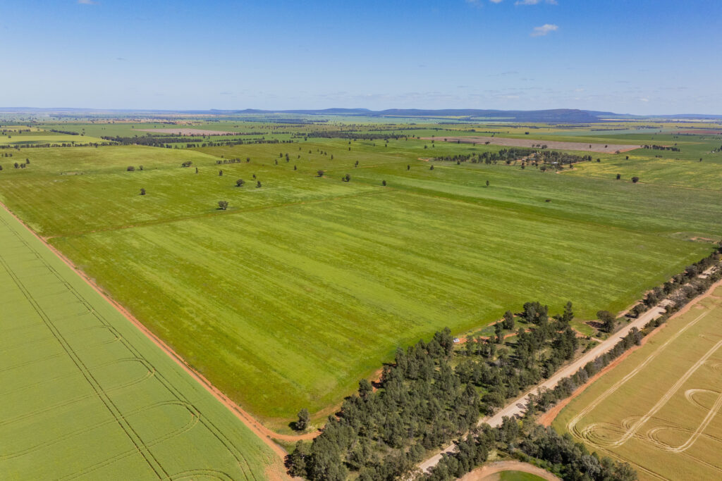 For Sale - 584 Willows Road - New Property in Ardlethan - Real Estate by Jason Haines